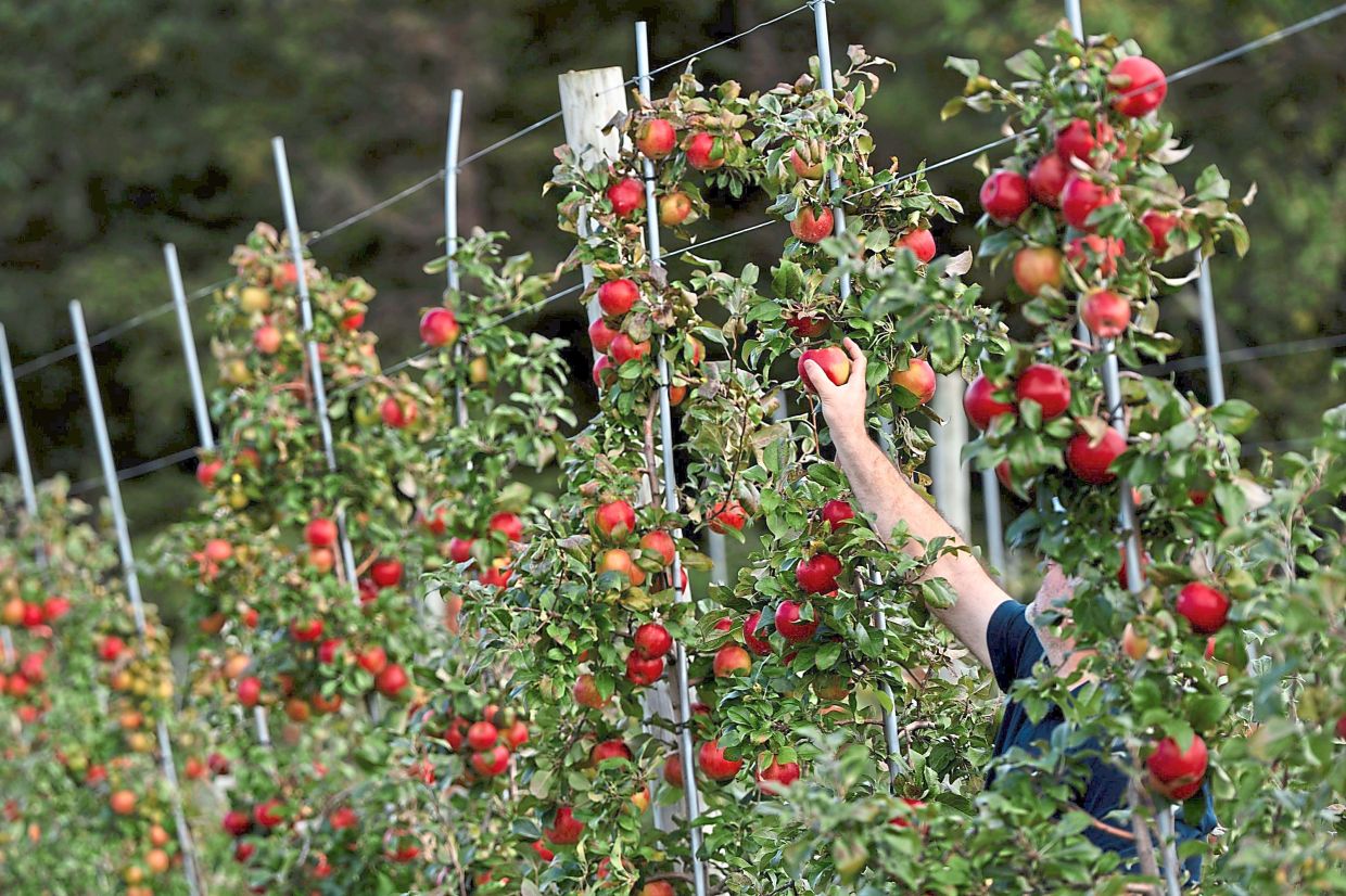 A person picks apples at an orchard in Wolfville, Nova Scotia.