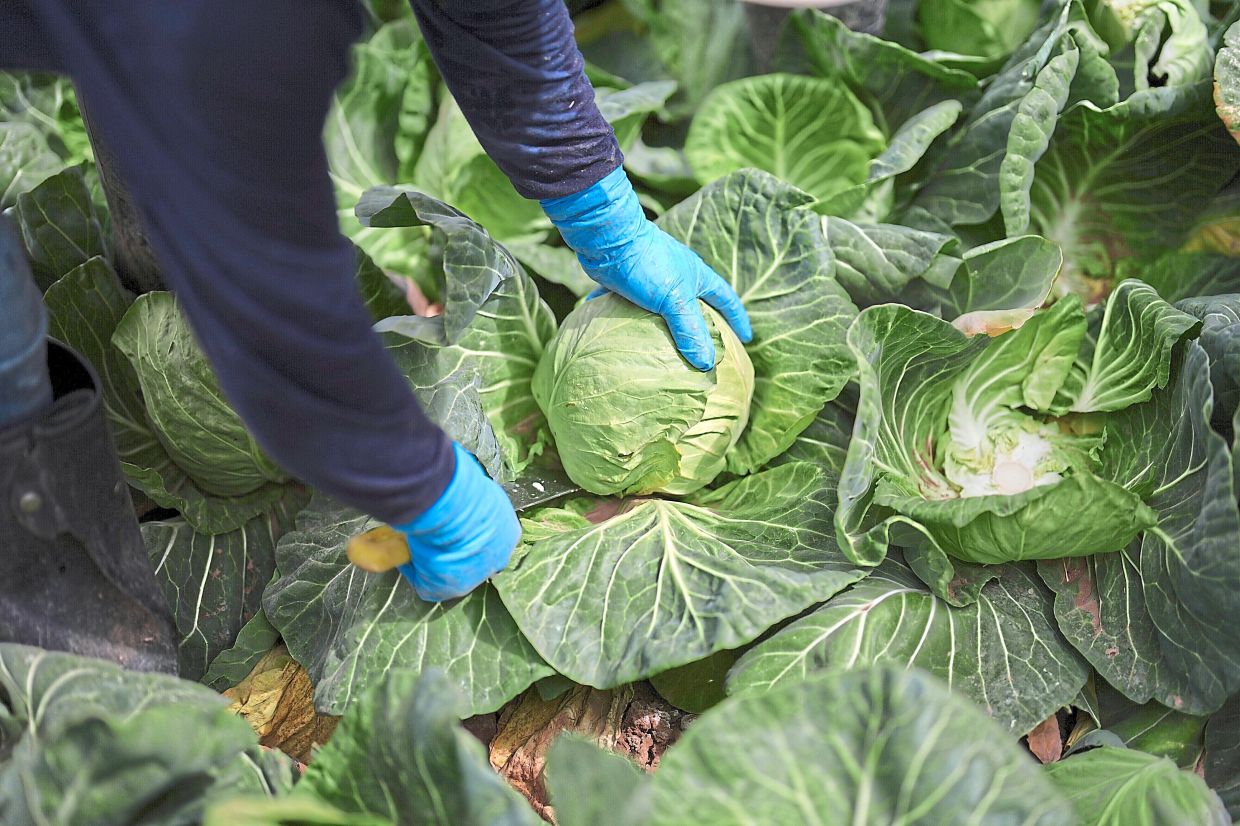 A worker harvests cabbage in California.