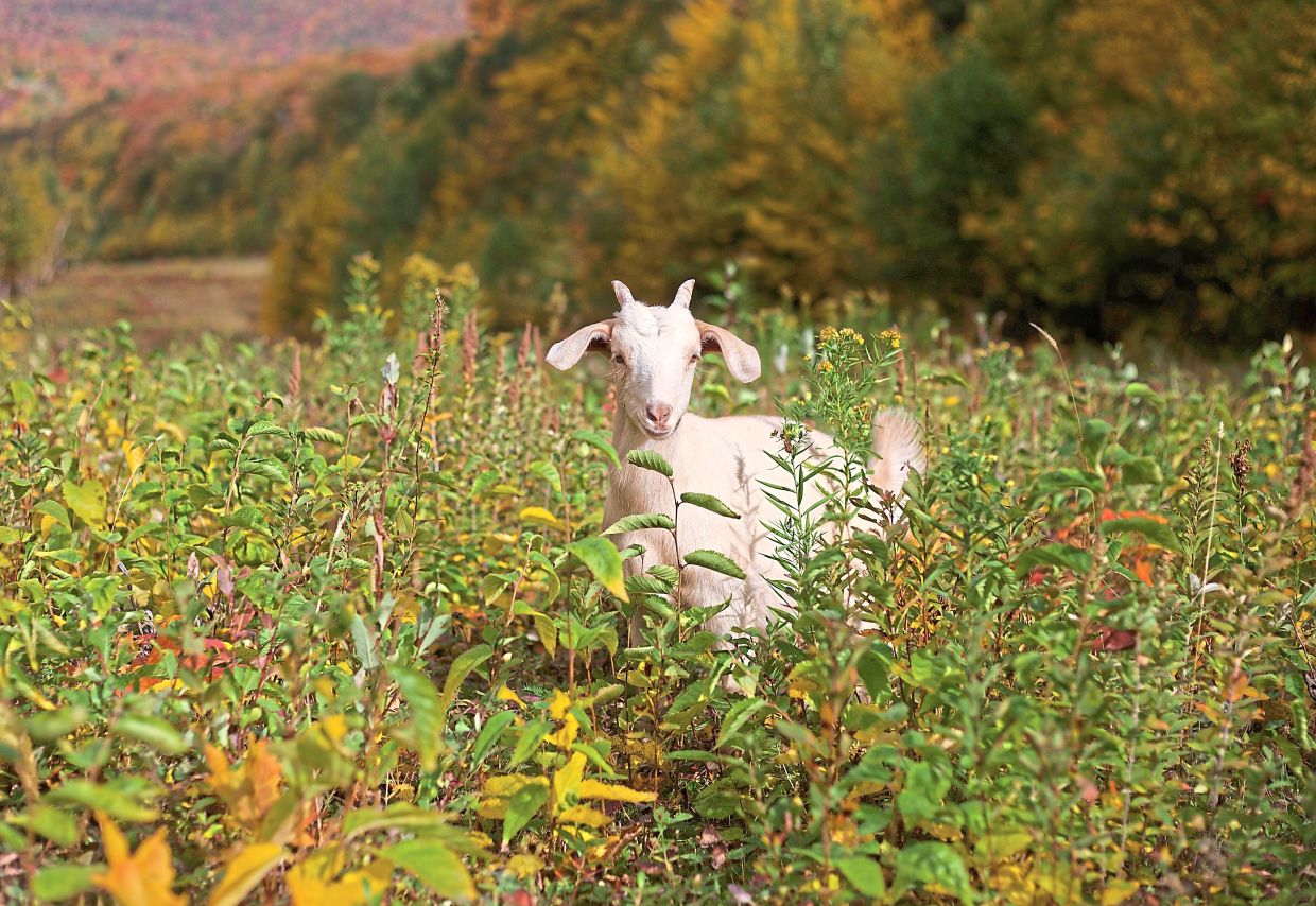 A goat grazes on a ski slope at Jay Peak Resort.