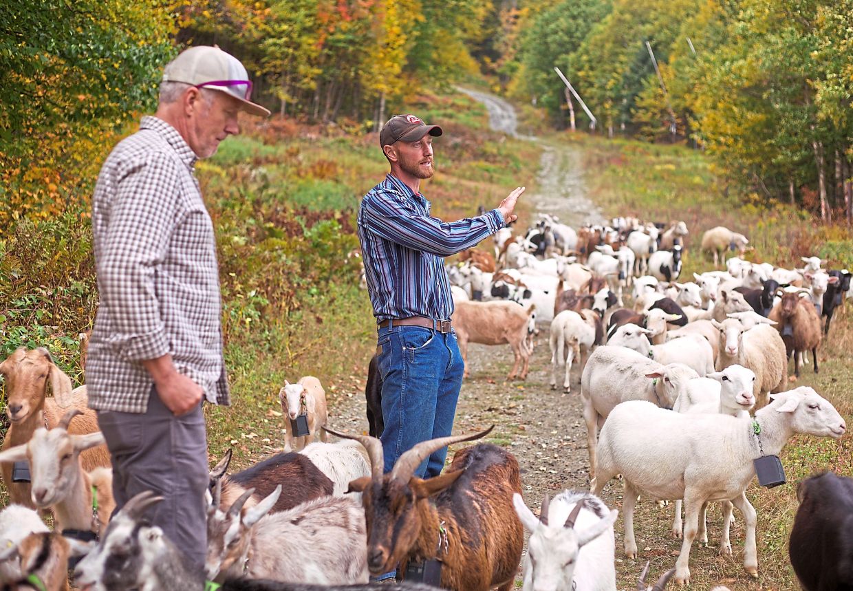 Ricci (right) talks with Jay Peak Resort director of mountain operations Andy Stenger while his herd of about 150 goats and sheep graze on a ski slope.