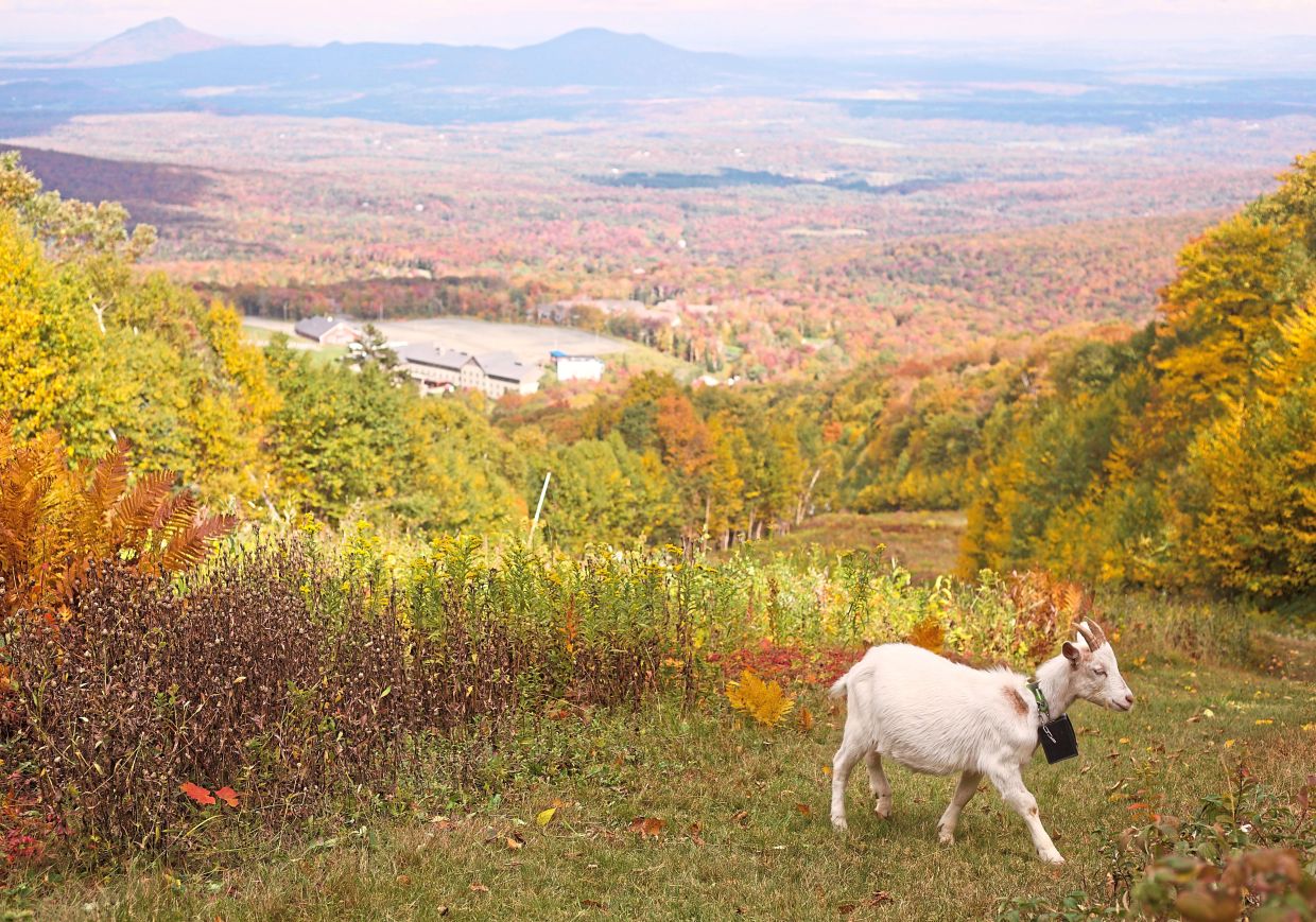 A goat wearing a geofence collar.