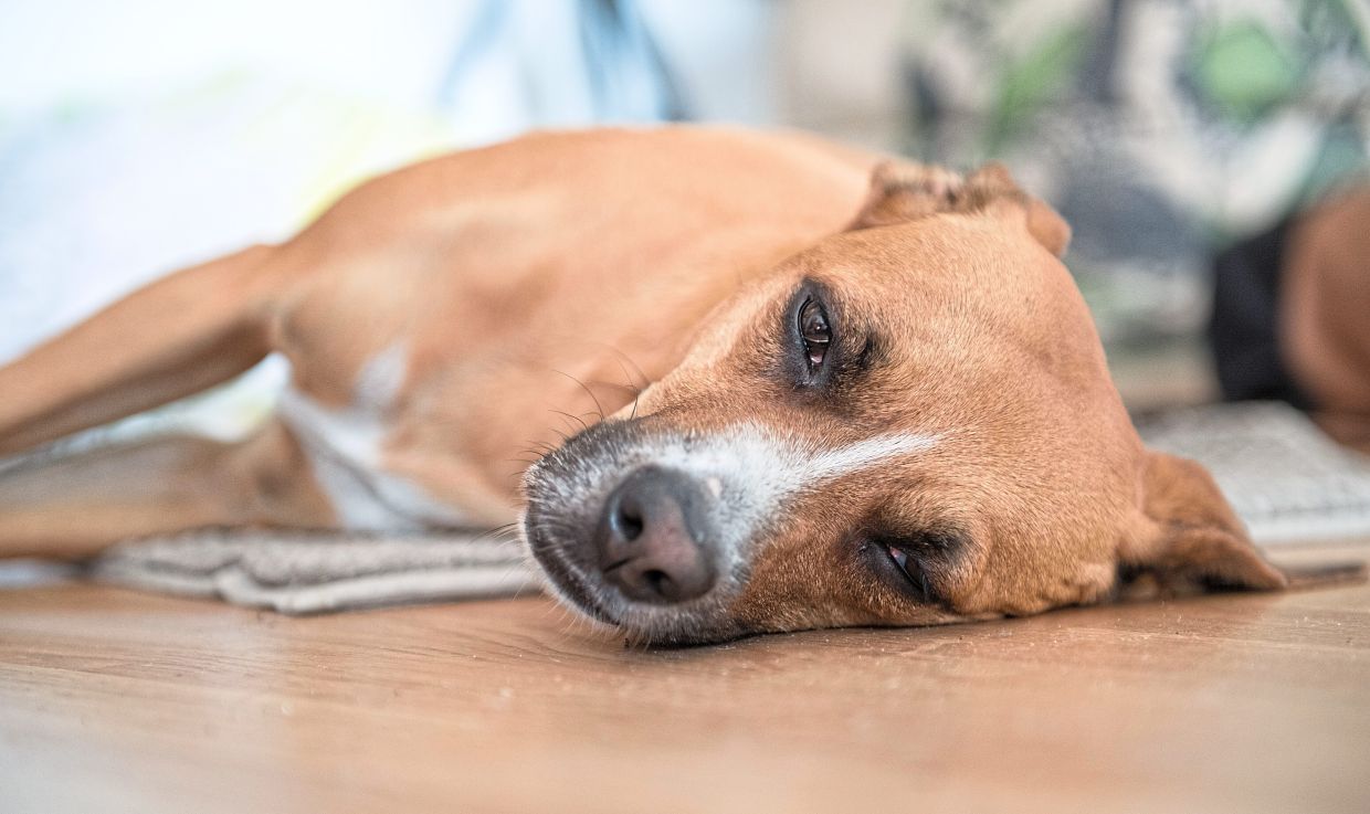 Breathing, pulse, mucous membranes and temperature can be used to recognise how your dog is doing. — ROBERT GUNTHER/dpa