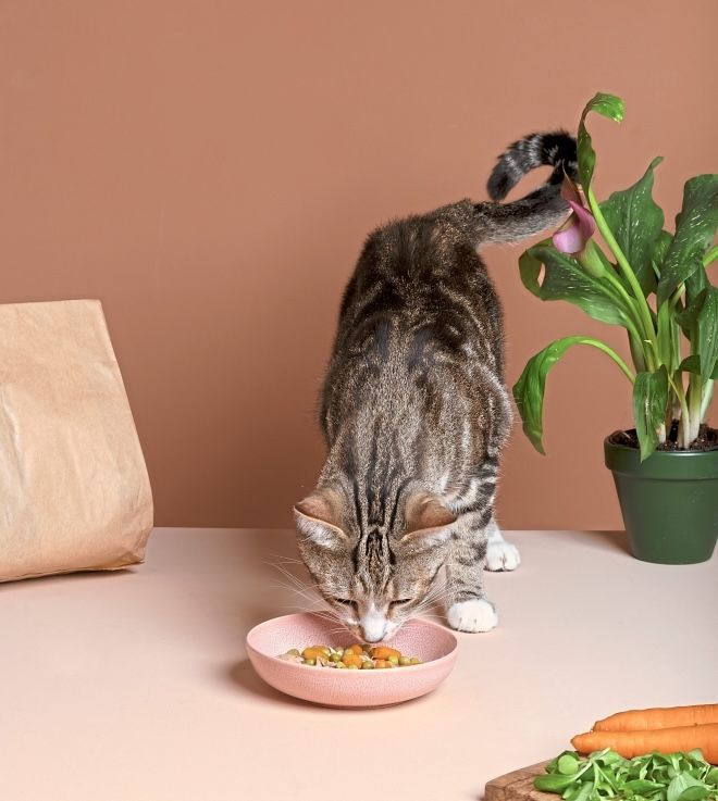 Commercial raw cat food may pose a considerable health risk to cats