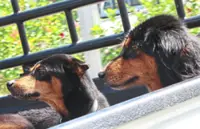 Sibu council raises concern over increasing dog bite incidents