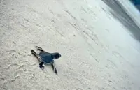 Hatchling numbers up, thanks to conservation efforts