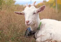 Livestock landscaping: Goats and sheep clear ski slopes in Vermont, US
