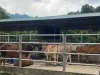35 cows seized at a GOF roadblock in Perlis