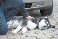 What to do during a pet emergency