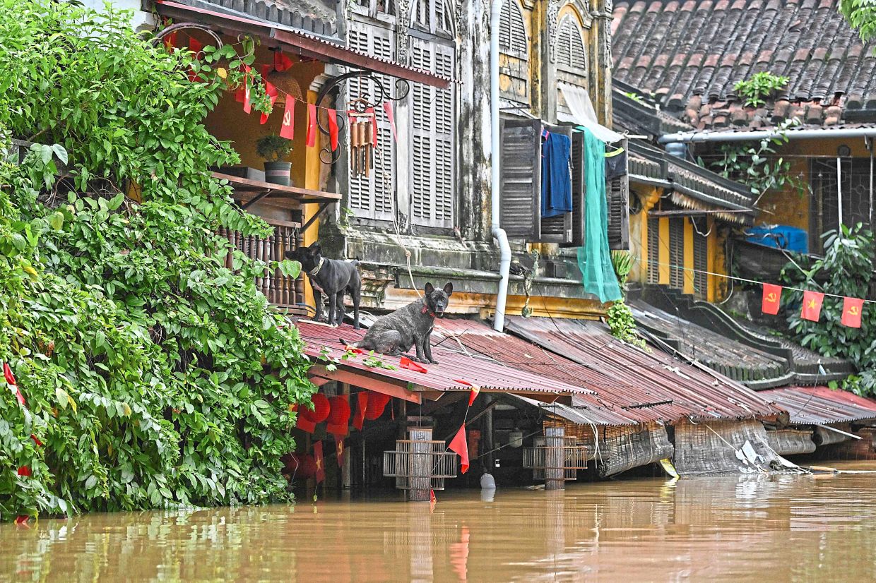 Dogs sitting on the roof of a shop following heavy rains in Hoi An. — AFP