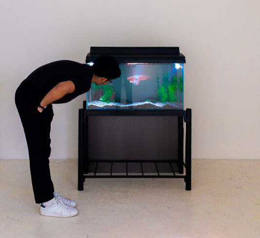 Hoo's aquarium installation 'I have never seen a swimming salmon in my life', which projects swimming salmon fillets, loins, and steaks over a clipped Sir David Attenborough voiceover from a wild salmon advocacy campaign. Photo: The Back Room