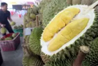 Global demand soars for Malaysian durians