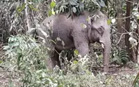 Child in coma after being trampled by an elephant in Indonesia