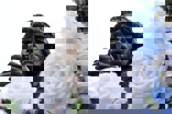 Soccer-Maradona statue rides through Naples as city remembers Argentine great