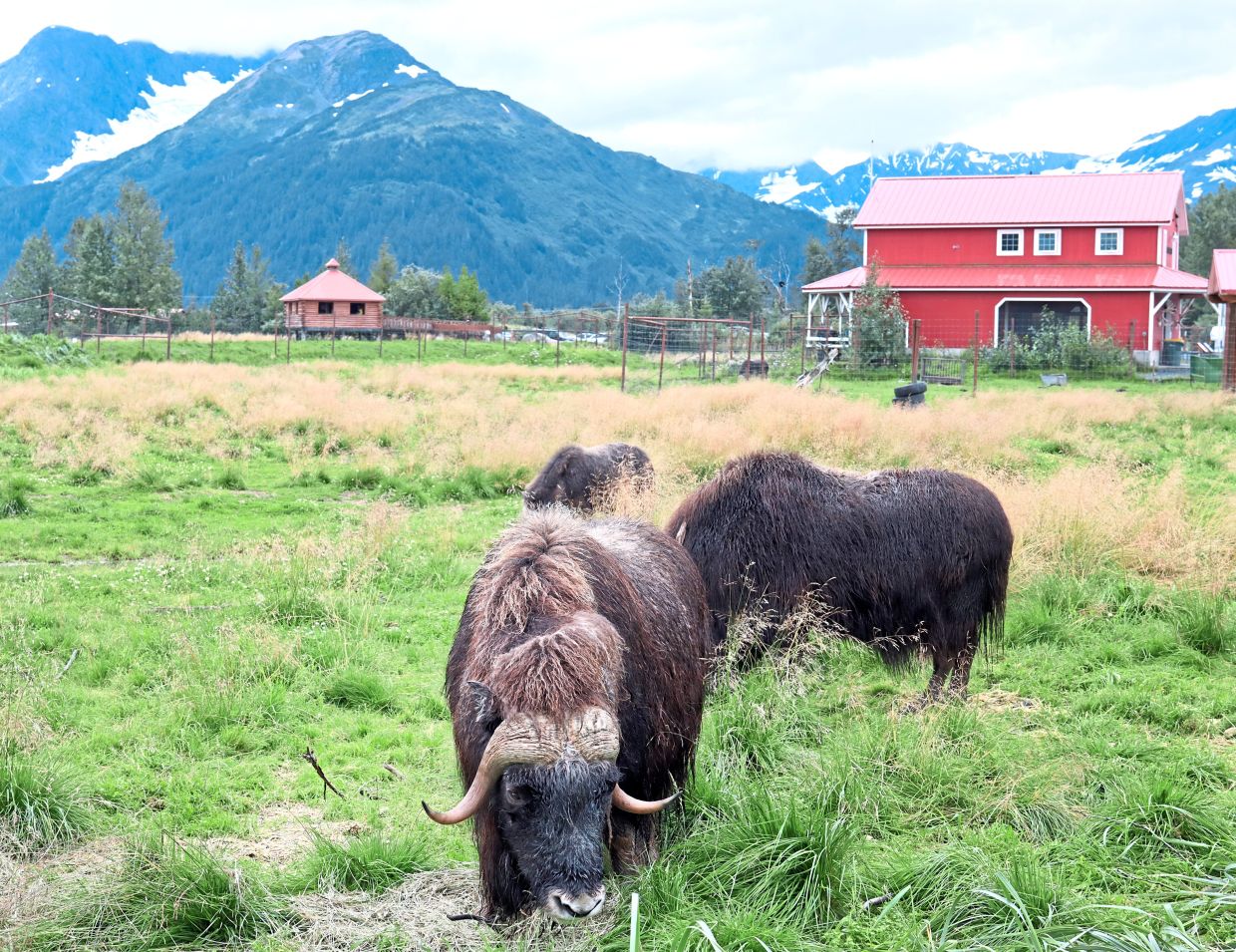 The US is the top destination for wildlife tourism, according to a new ranking, and much of the country’s protected natural areas are in Alaska. — VERENA WOLFF/dpa