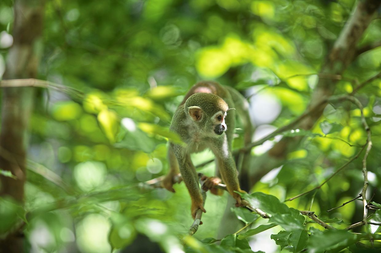 Squirrel monkeys are among countless animals living in Brazil's jungles. — FERNANDO SOUZA/dpa