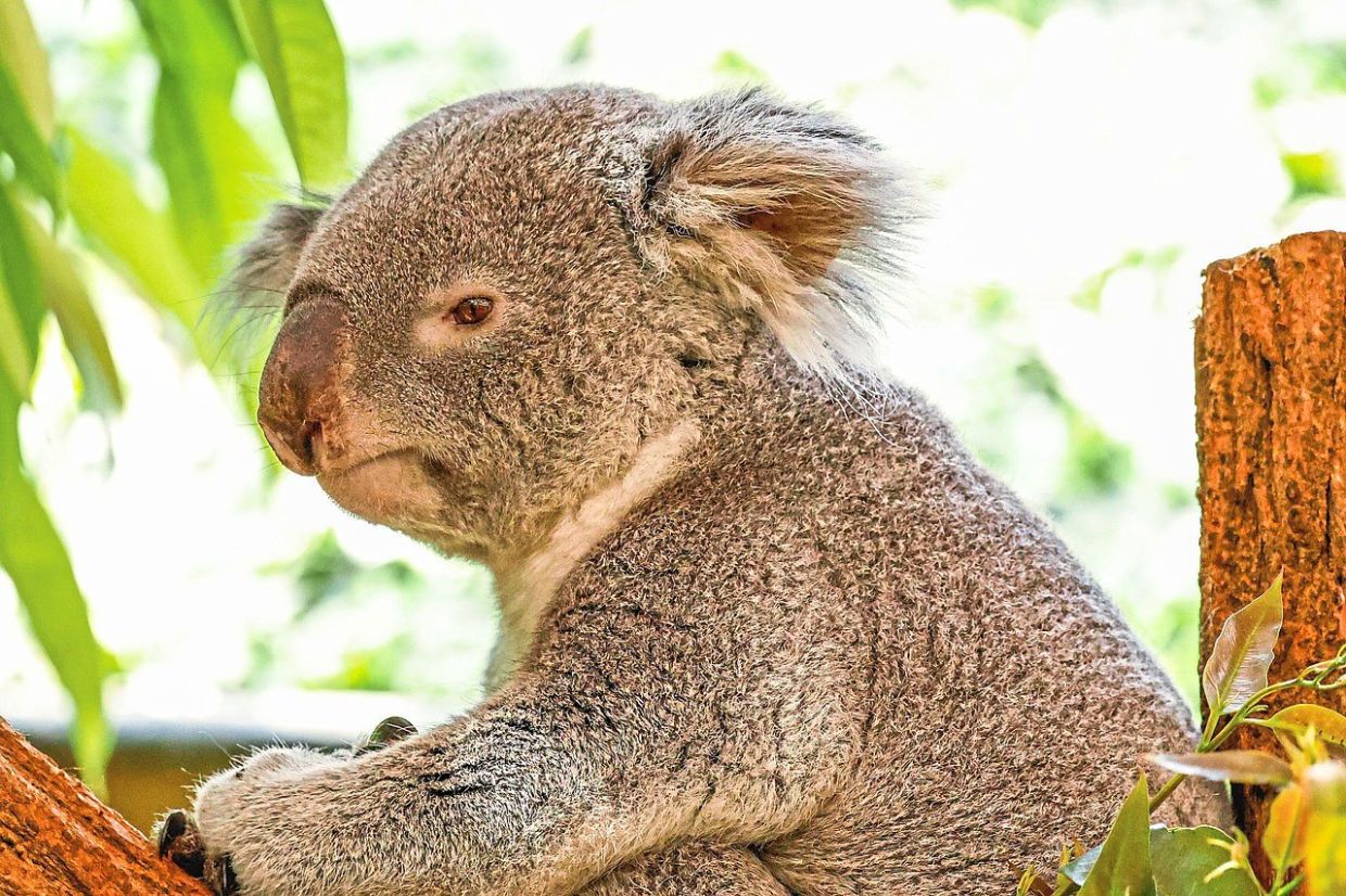 Australia ranked fourth on the list, thanks to its efforts in conserving endemic wildlife like the koala bear. — Pixabay