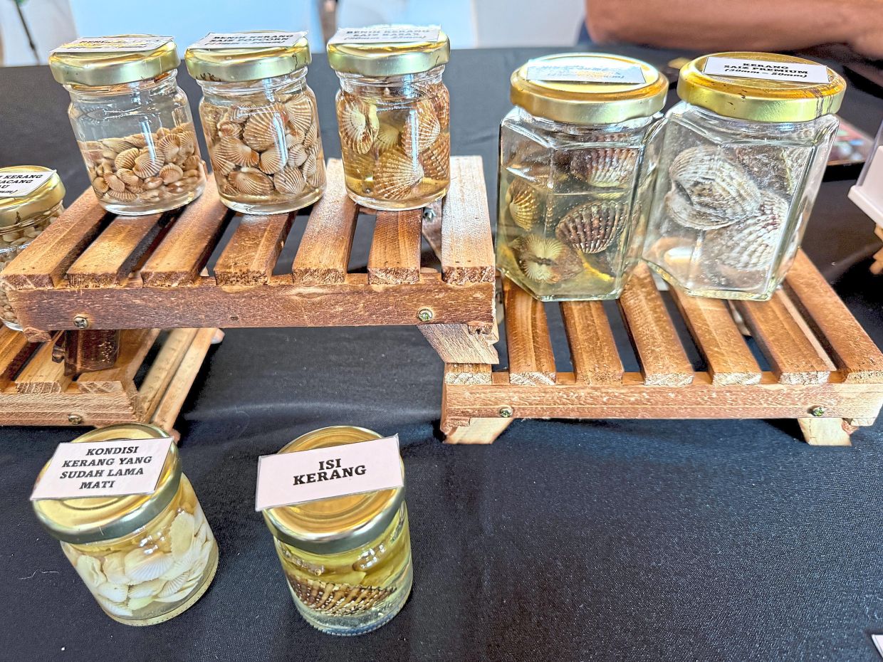 The blood cockle or ‘Tegillarca granosa’ in various stages of development. They are part of the Sabah Cockle Farm breeding project. — Bernama