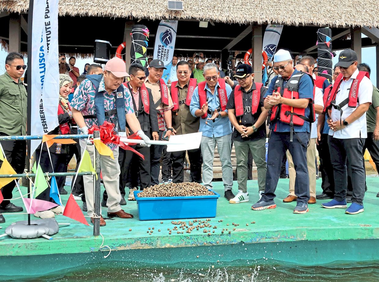 Hajiji releasing blood cockle broodstock during the launch of the pilot cockle farm project in Tuaran on July 5. — Filepic