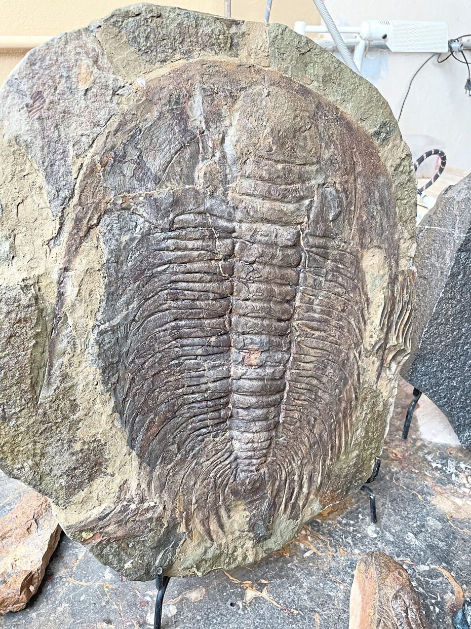 A perfectly-shaped trilobite, an extinct creature which looked like a centipede, on sale at the town.