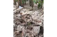 Missing 77-year-old woman found dead in Hutan Melintang banana plantation