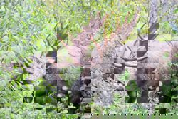 These countries rank as the top 10 to see wildlife