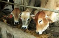 Livestock ID tags to be made mandatory for all ruminants, says minister