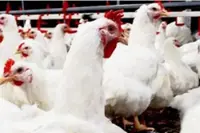 CAB Cakaran to start Indonesian poultry operations