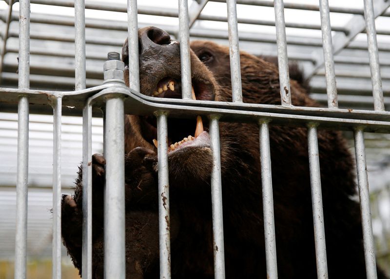 Japan sends troops to combat deadly wave of bear attacks