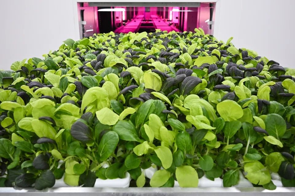 S’pore vertical farm Growy winding up after official launch in Nov 2024 ...