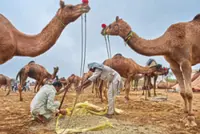 Camel fair brings desert town to life