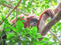 Orang utan bridge hailed for granting safe passage