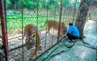 Household-raised tiger herd transferred to Hanoi Zoo