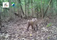 Cambodian reserve monitoring wildlife with new camera traps