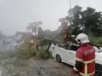 Driver injured after car crushed by falling tree
