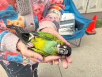 How strangers came together to try and save a parrot
