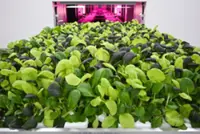 S’pore vertical farm Growy winding up after official launch in Nov 2024