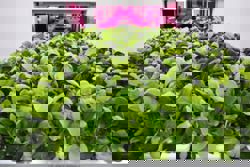 S’pore vertical farm Growy winding up after official launch in Nov 2024