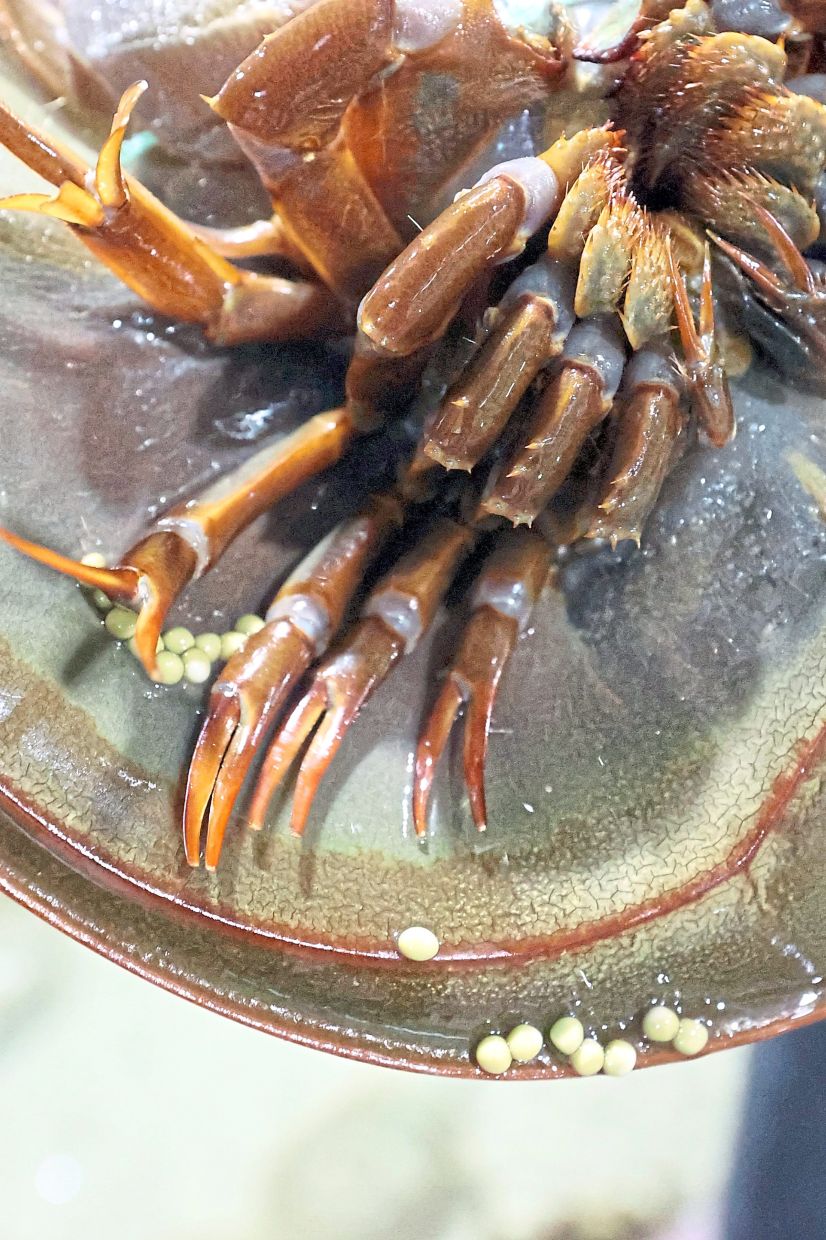 Eggs produced by a female horseshoe crab.
