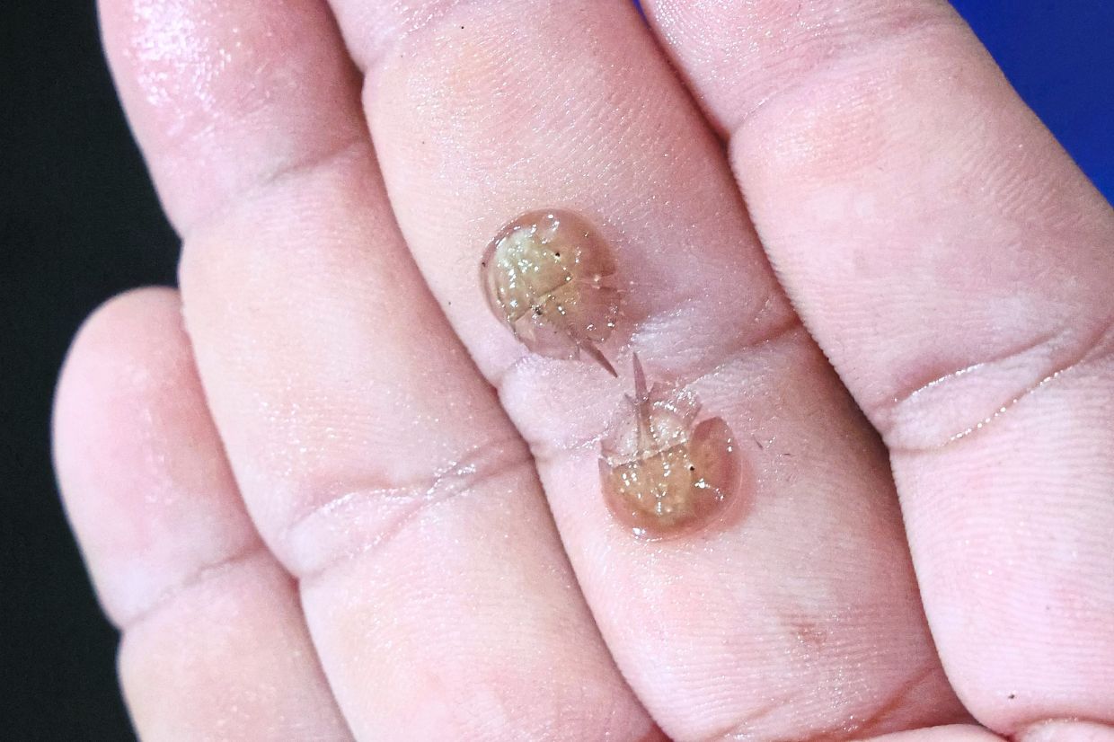The size of a juvenile horseshoe crab is smaller than a five sen coin.