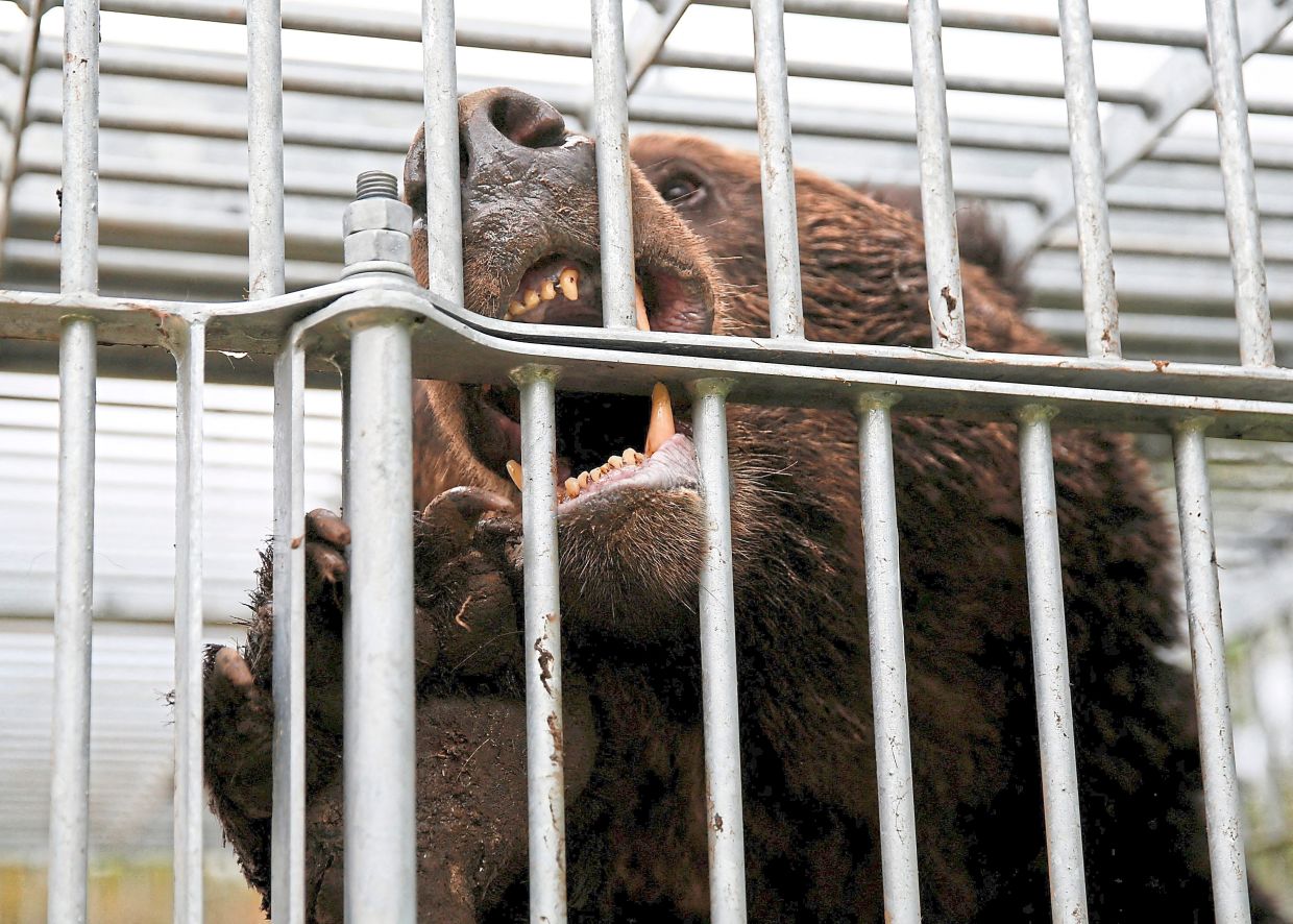 Brown bear are found in Hokkaido. — AP/Reuters 