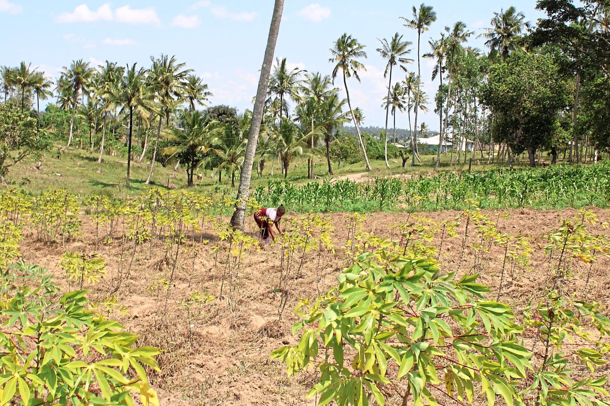 Scientists are studying the impact of climate change on the mental health of women in Kenya’s rural farming communities. — Photos: AP