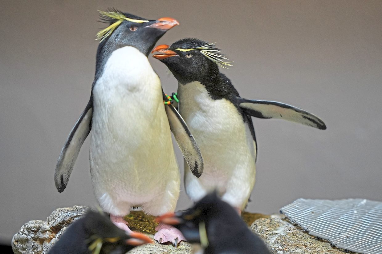 A pair of southern rockhopper penguins socialising on the geriatric island. 