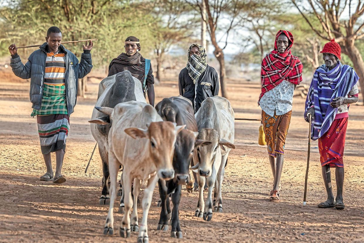 Samburu folks arriving with cows at a livestock market in Merille, where various animals including camels are traded.