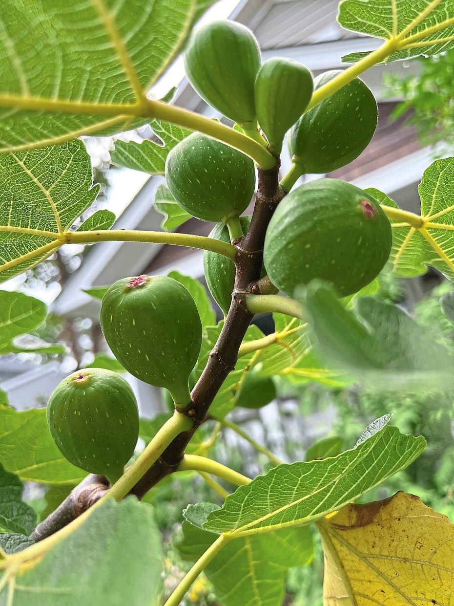 Fig leaves can be dried and brewed into a delicious and nutritious tea-like beverage.