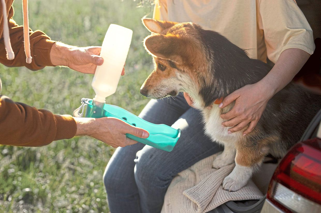 Bring water and a travel bowl and offer your dog a drink every half hour. 