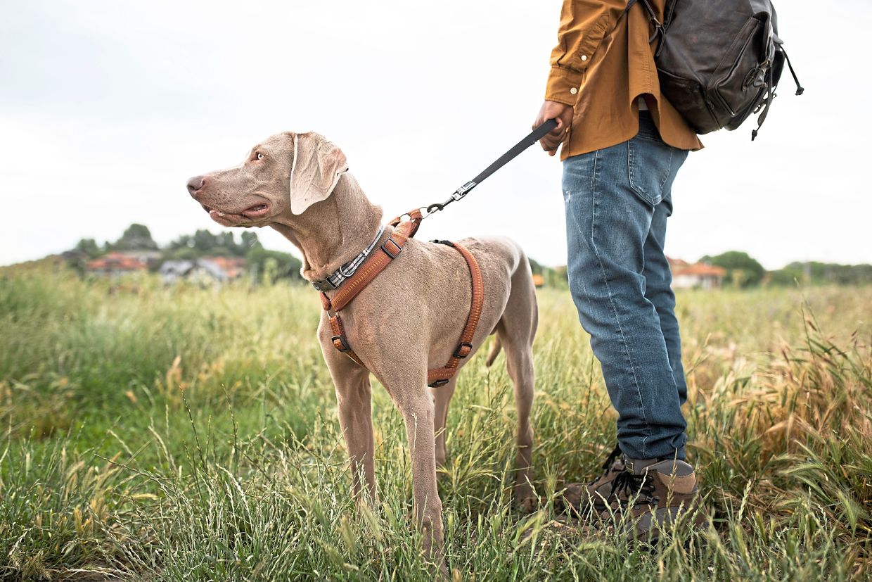 A leash helps you lead your dog away from anything you might run into on the trail, like other animals or poisonous plants. — Photos: Freepik 
