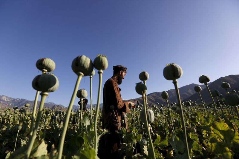 Opium farming in Afghanistan shrank by a fifth in 2025, UN survey finds