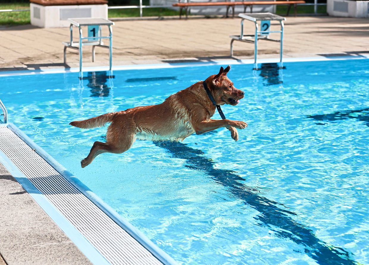 Dog owners tend to worry about not taking their pets on holiday