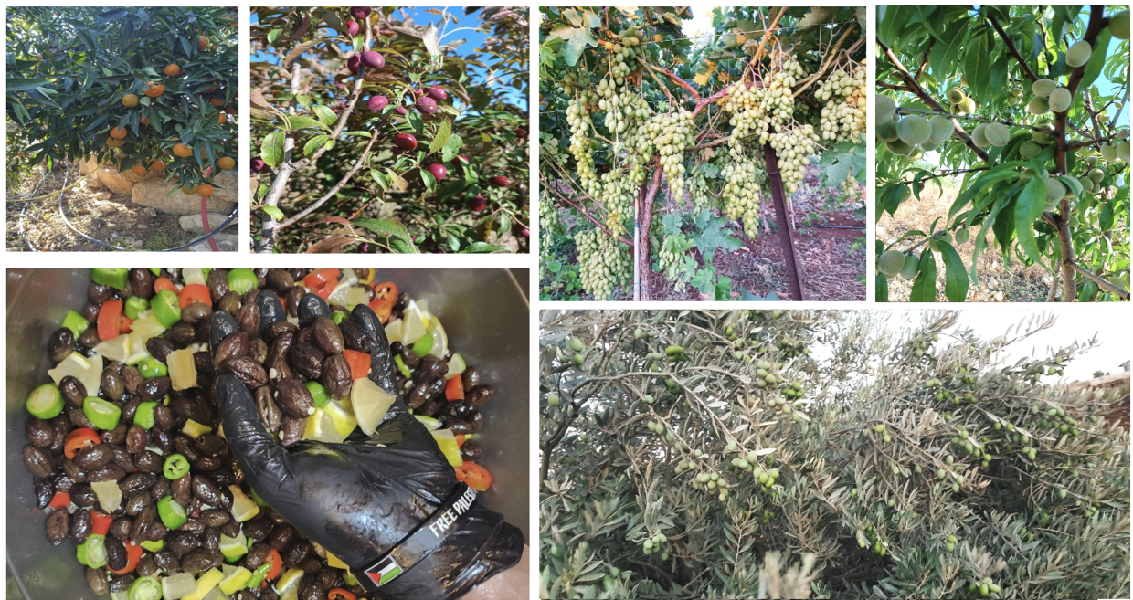 Back to the roots: The farmer-entrepreneur from Palestine