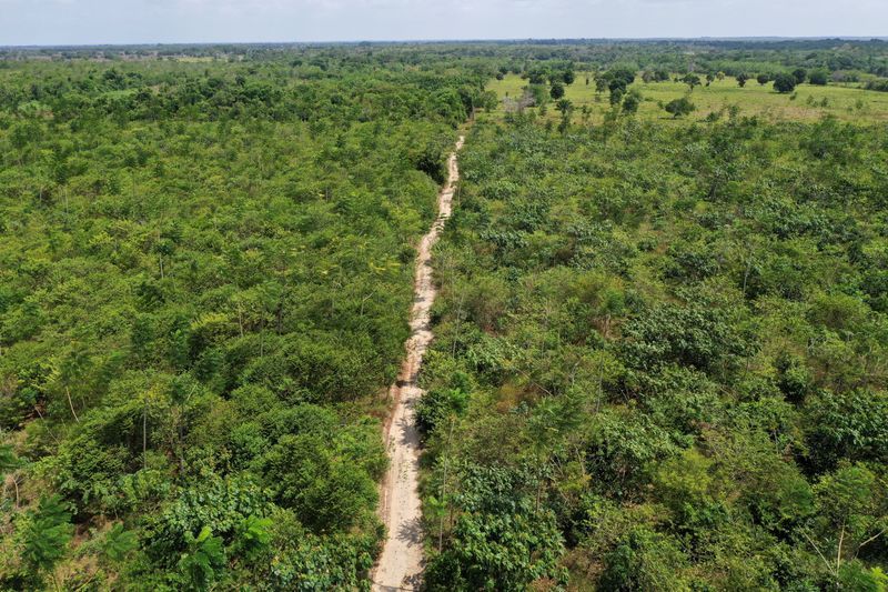 thestar.com.my - Brad Haynes - Exclusive-Google deal for Amazon reforestation makes Brazilian startup its top carbon credit supplier
